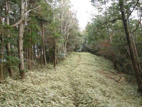 棚山分岐 